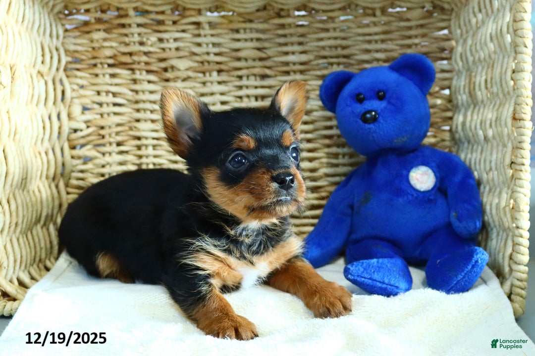 Yorkshire Terrier dogs for sale: Nick  - Ad 3