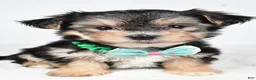 Morkie dogs for sale: Jack - Ad 6
