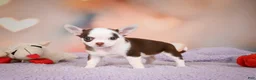 Chihuahua dogs for sale: JOLENE - Ad 6