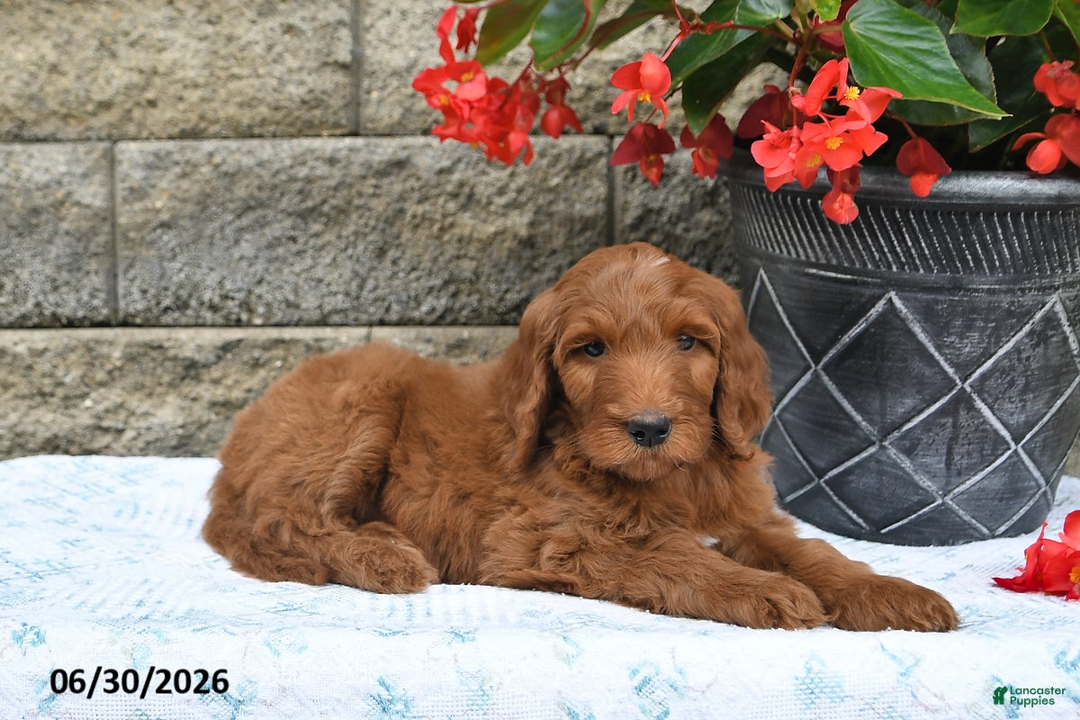 Goldendoodle dogs Indie - Ad 2