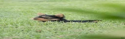 Yorkshire Terrier dogs for sale: Jasper - Ad 4