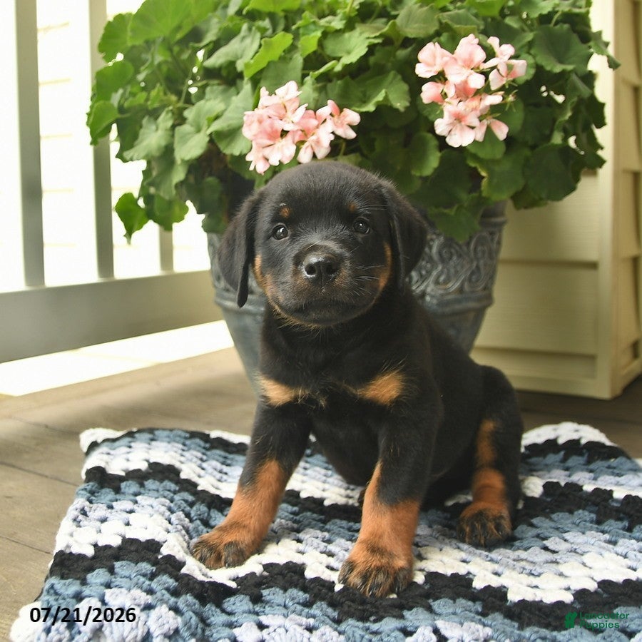Rottweiler dogs Melody  - Ad 1