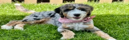 Bernedoodle dogs for sale: Bash  - Ad 10