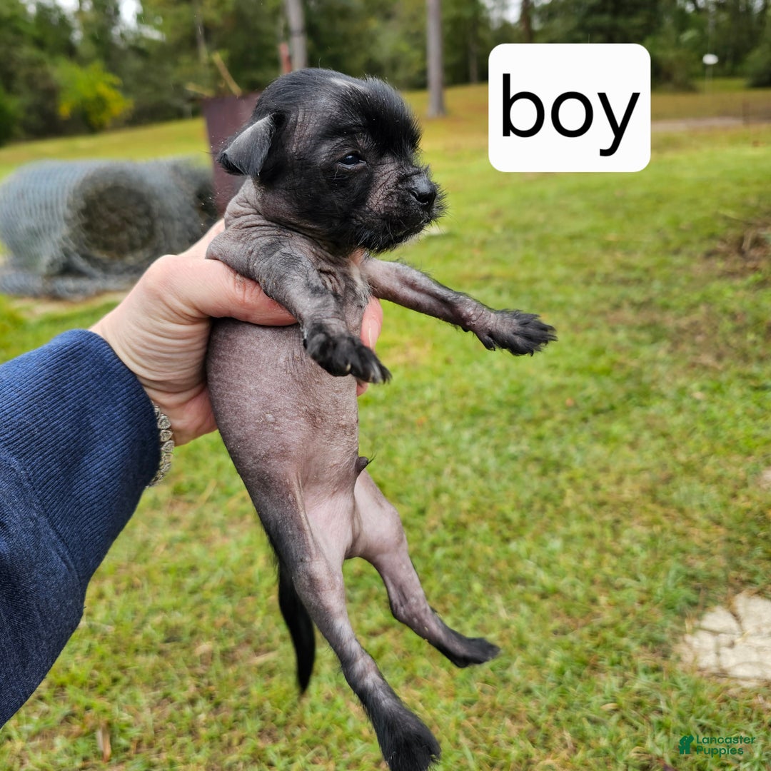 Mixed Breed dogs for sale: Puppy 3 - Ad 1