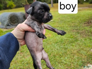 Mixed Breed dogs Puppy 3 - Ad 11