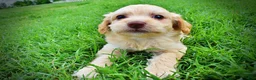 Havapoo dogs for sale: Alfie-SUMMER SALE!! $100 off listed price!! - Ad 10