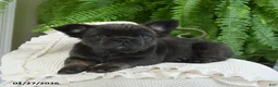 French Bulldog dogs for sale: Toby - Ad 9