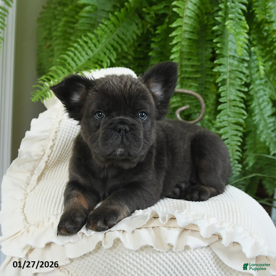 French Bulldog dogs for sale: Toby - Ad 9