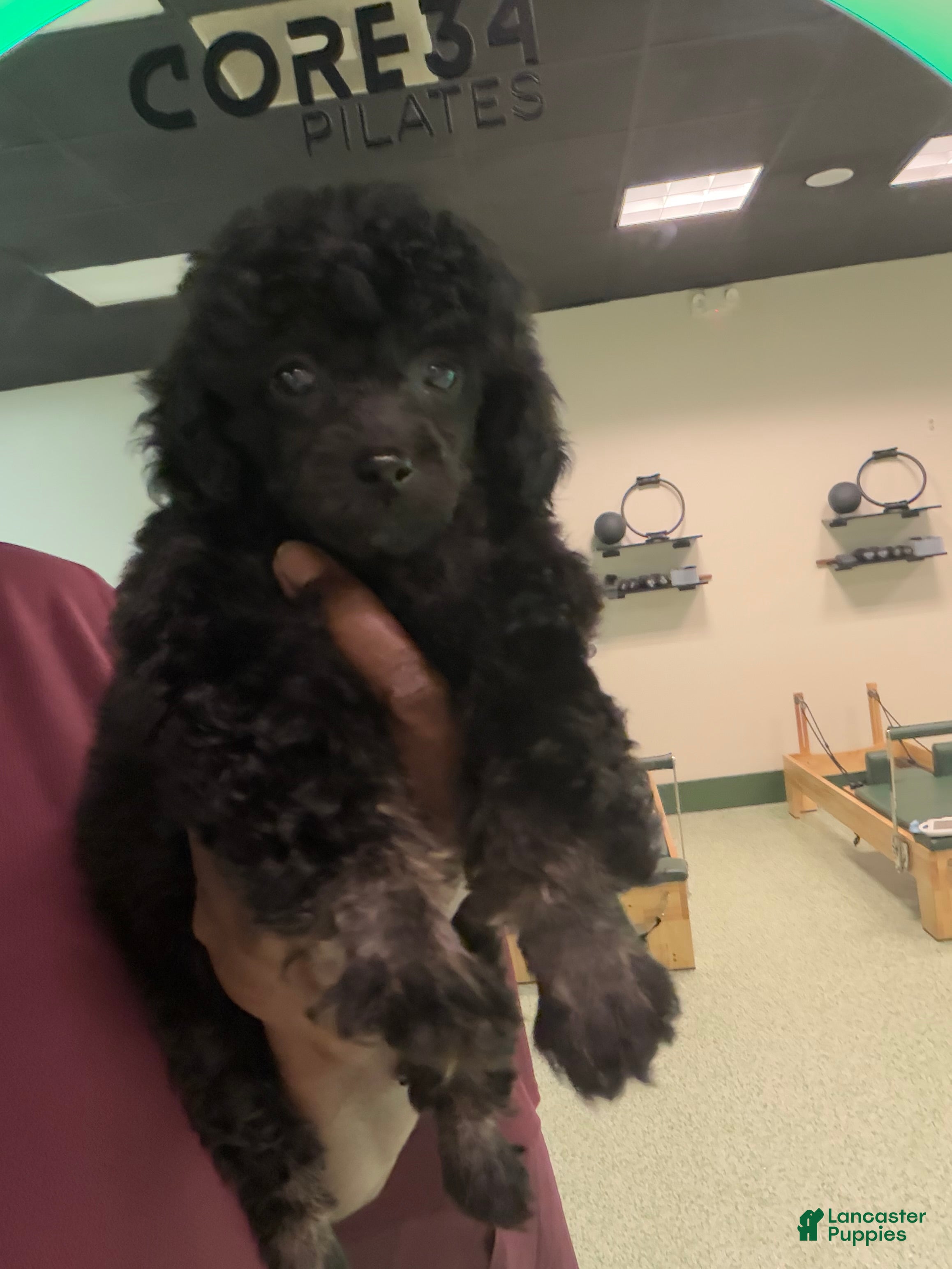 Toy Poodle dogs for sale: Gigi - Ad 2
