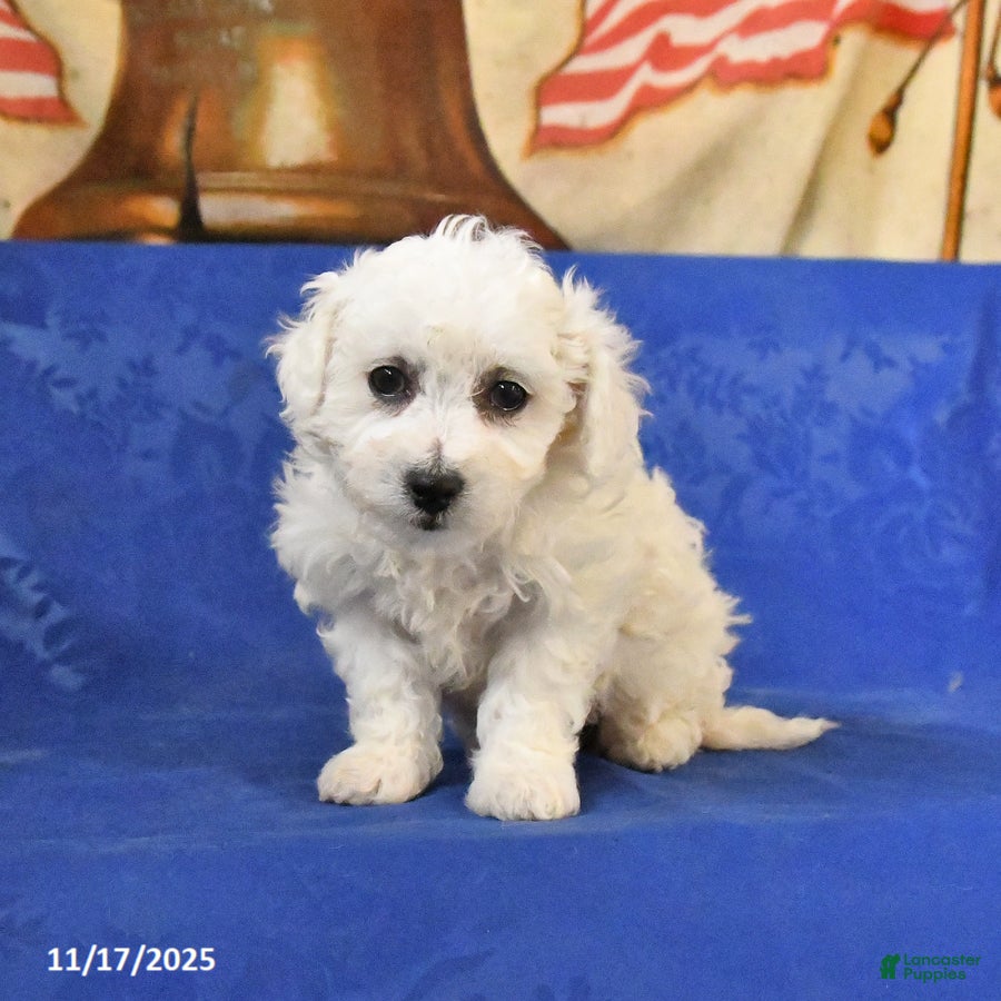 Bichon Frise dogs Benji - Ad 42