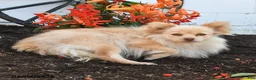 Pomeranian dogs for sale: Teresa - Ad 3
