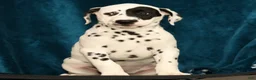 Dalmatian dogs for sale: Jane - Ad 8