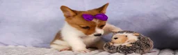 Welsh Corgi Pembroke dogs for sale: Bambi🎀 - Ad 12