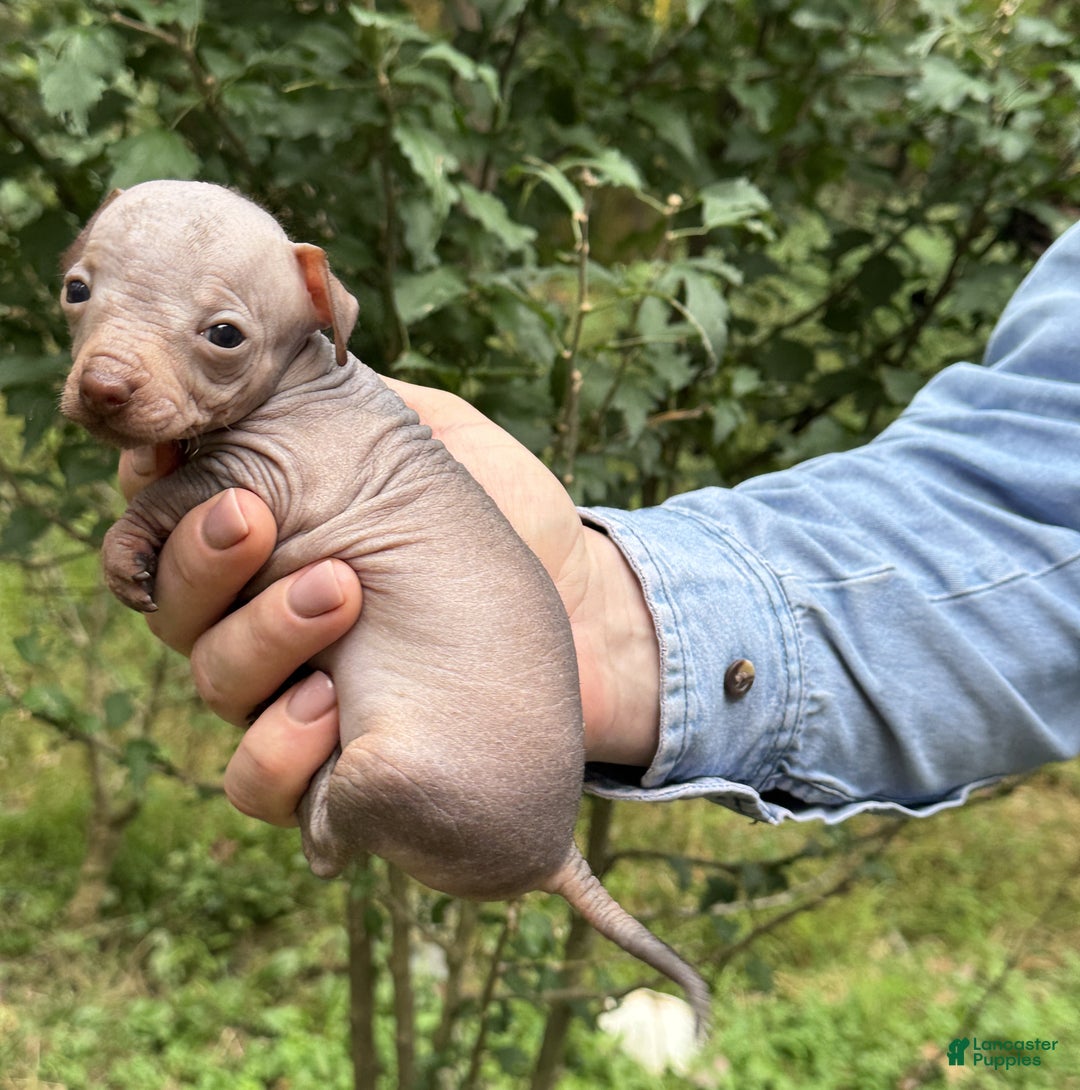 Mixed Breed dogs for sale: Cleopatra  - Ad 66