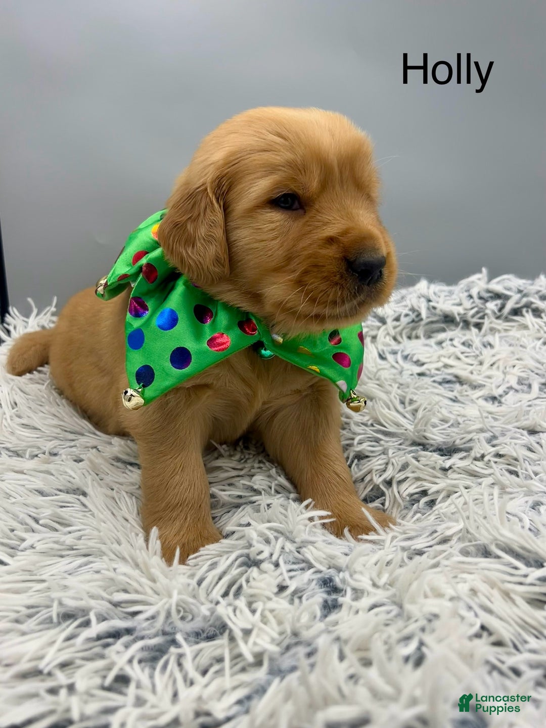 Golden Retriever dogs for sale: Golden Retriever Puppy -Holly - Ad 2