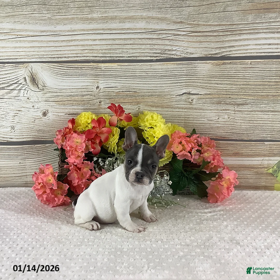 French Bulldog dogs for sale: Jane - Ad 4