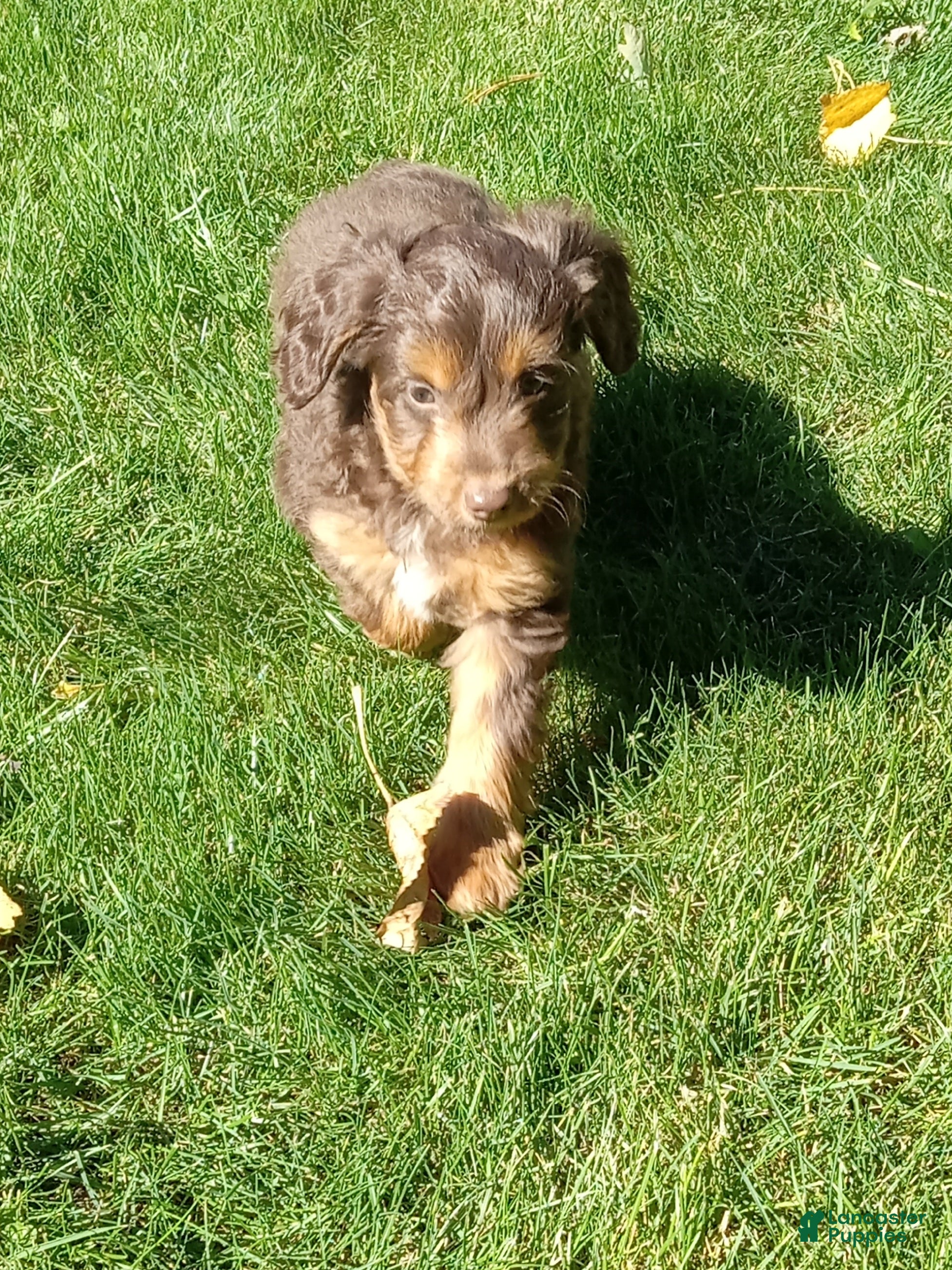 Mini Aussiedoodle dogs for sale: Ian - Ad 2