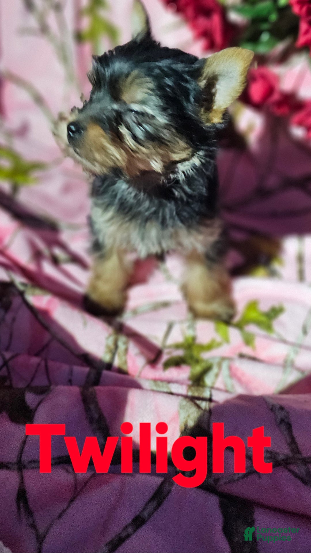 Morkie dogs for sale: TWILIGHT  - Ad 9