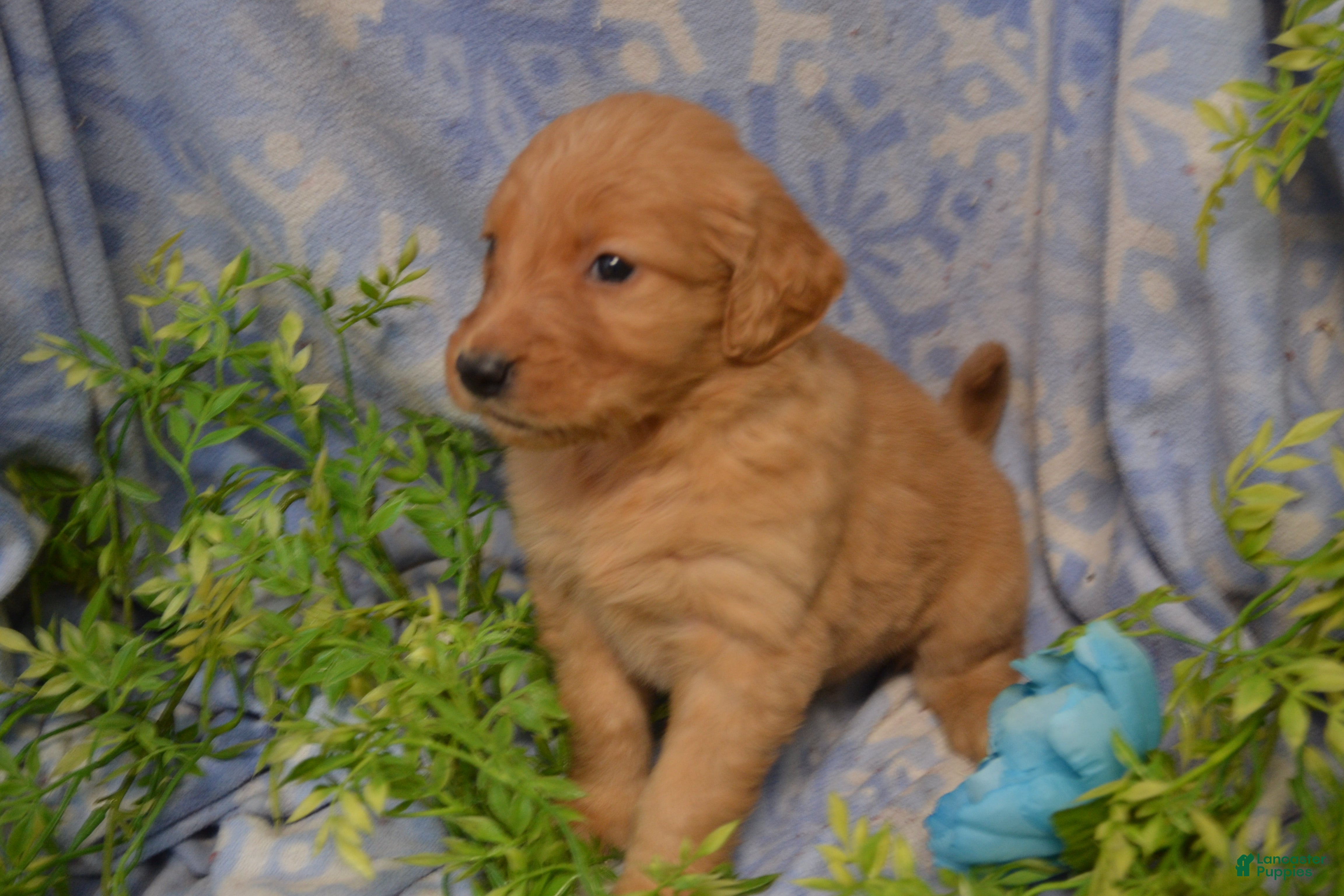 Golden Retriever dogs Astelle - Ad 27