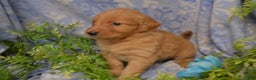 Golden Retriever dogs for sale: Astelle - Ad 4