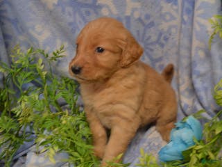 Golden Retriever dogs Astelle - Ad 27
