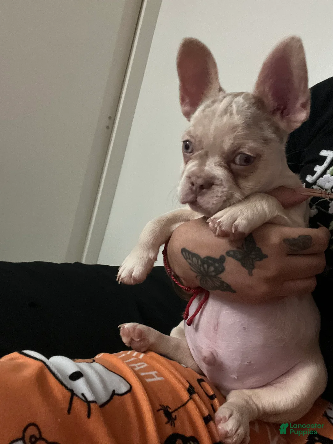 French Bulldog dogs for sale: French Bulldog Puppy 1 - Ad 8