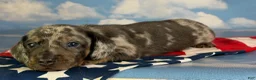 Miniature Dachshund dogs for sale: AKC Pixel SH blue dappled DNA OFA  - Ad 11