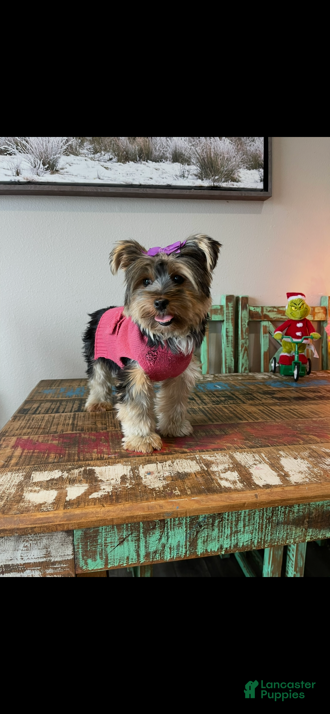 Yorkshire Terrier dogs Mable - Ad 11