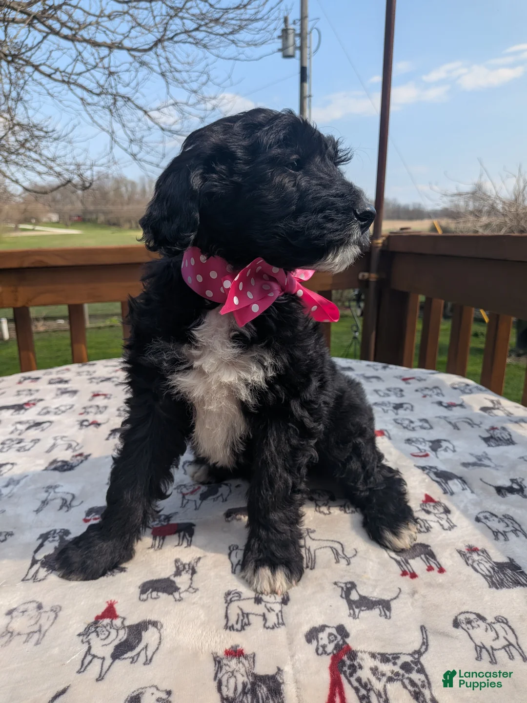 Bordoodle dogs for sale: Bordoodle Puppy 7 - Ad 1