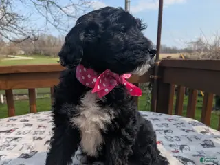 Bordoodle dogs Bordoodle Puppy 7 - Ad 2