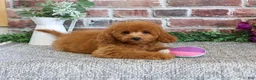 Cavapoo dogs for sale: Chanel - Ad 3