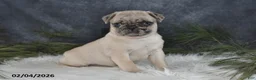 Pug dogs for sale: Duchess - Ad 4