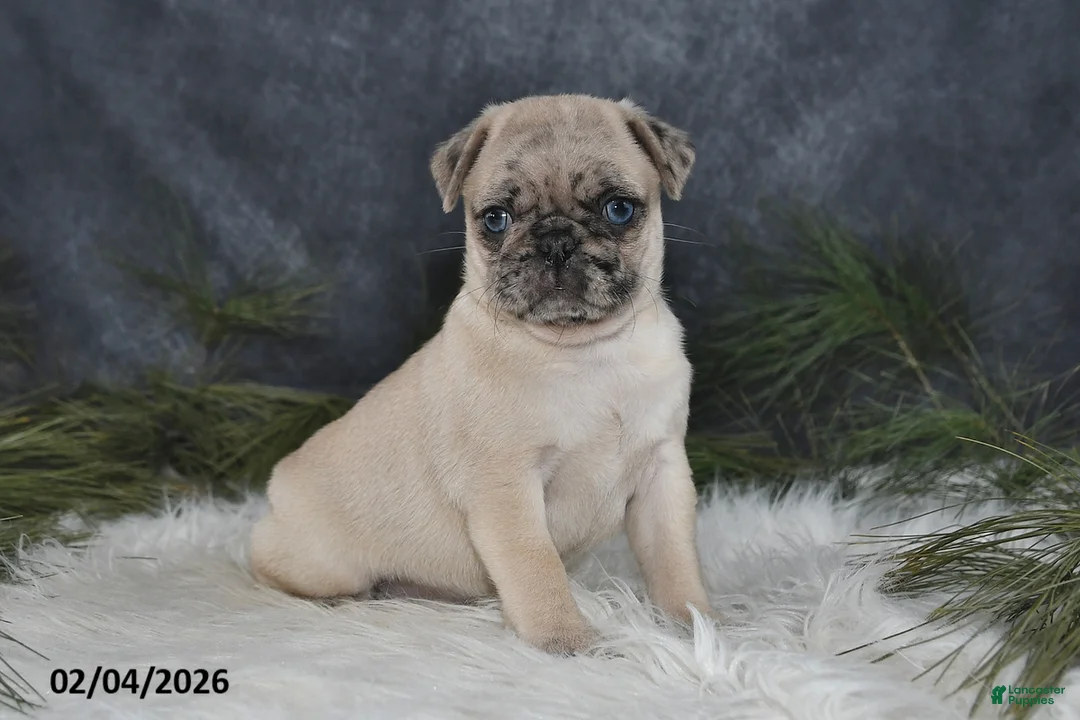 Pug dogs for sale: Duchess - Ad 4