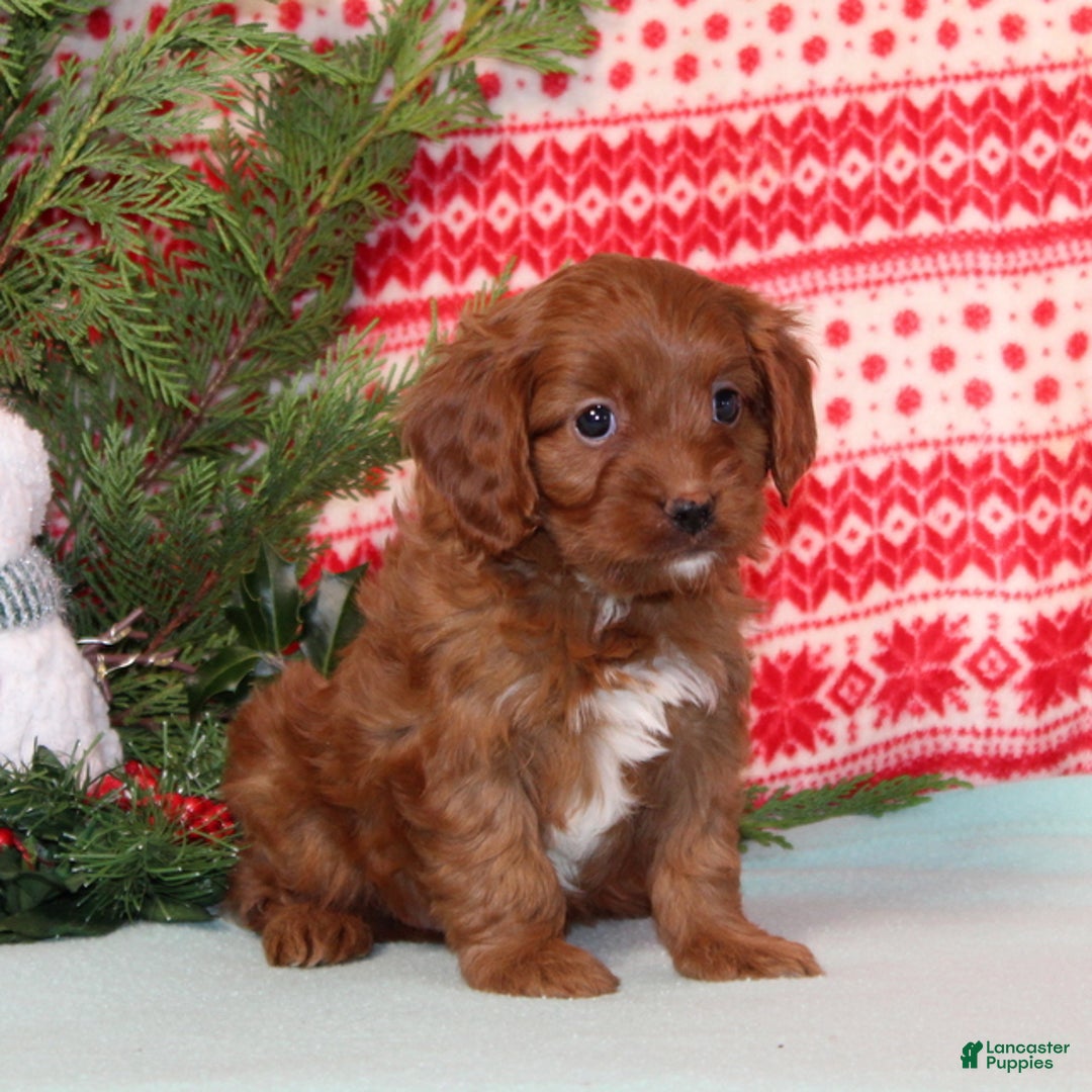 Cavapoo dogs for sale: Vern - Ad 4