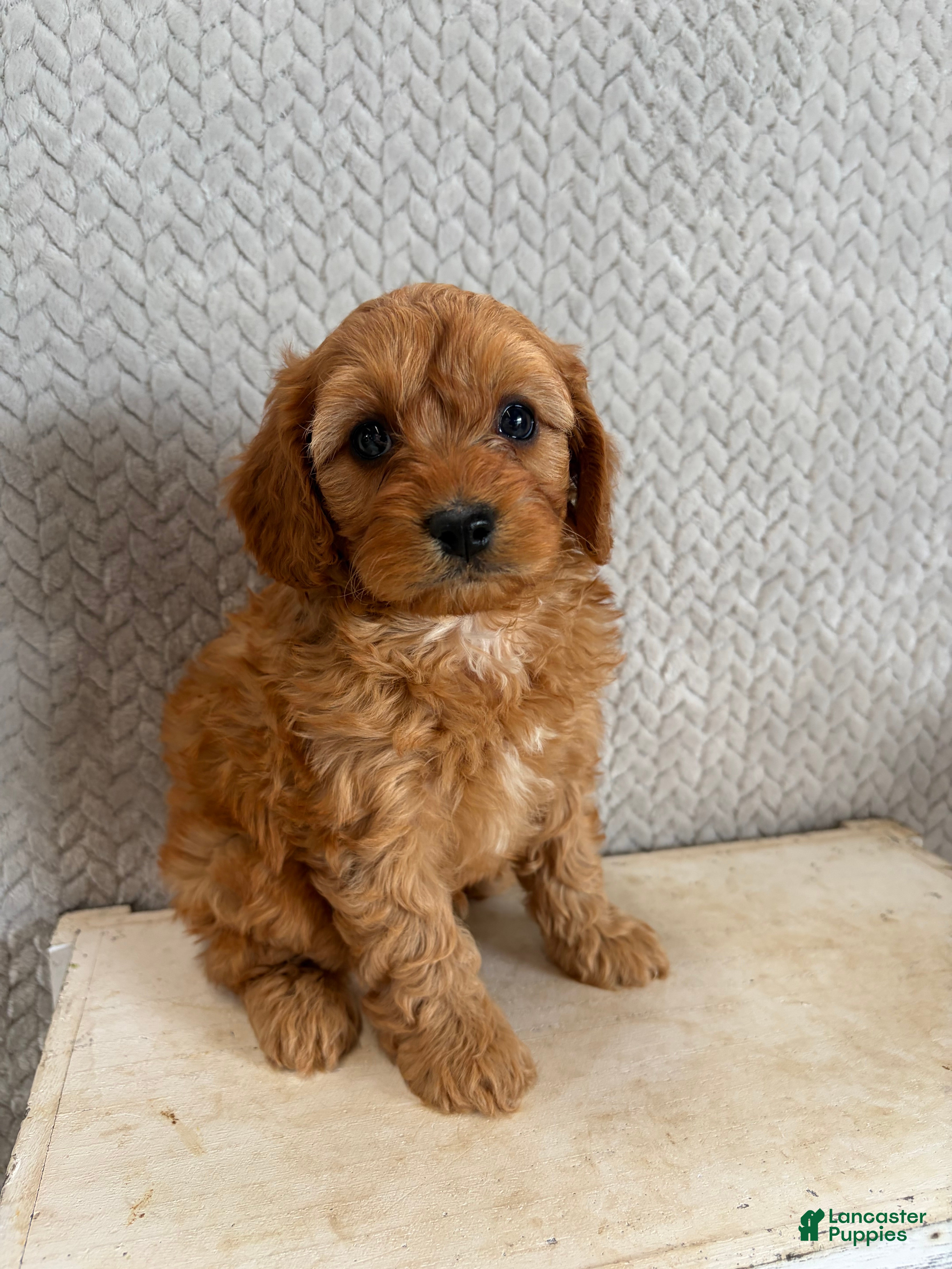 Cavapoo dogs Mason - Ad 1