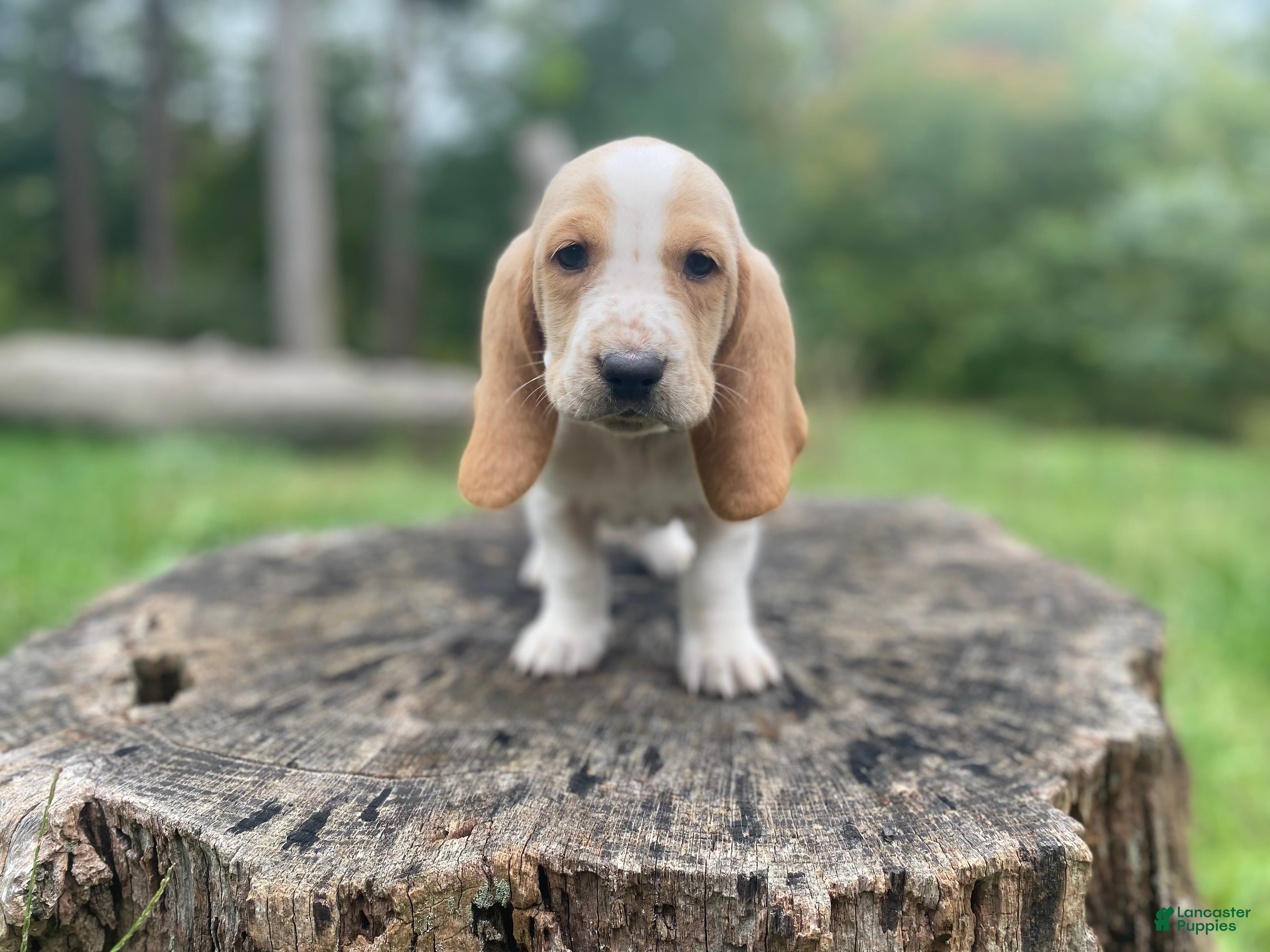 Basset Hound dogs Tucker - Ad 1