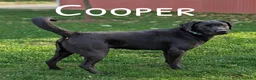 Labrador Retriever dogs for sale: Missy - Ad 4