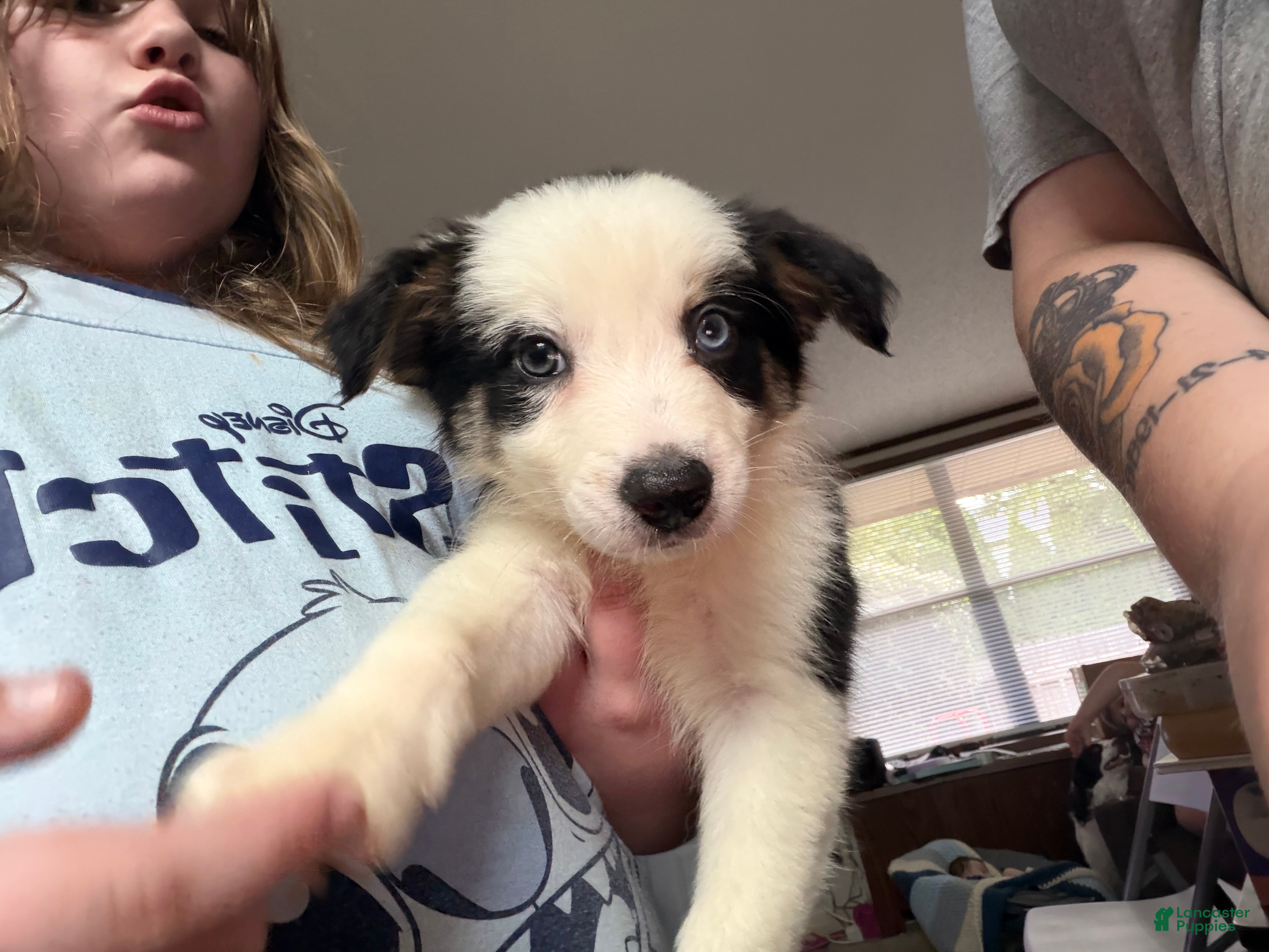Border Collie dogs Border Collie 5 - Ad 33