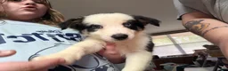 Border Collie dogs for sale: Border Collie 5 - Ad 1