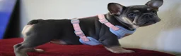 French Bulldog dogs for sale: Mali - Ad 2