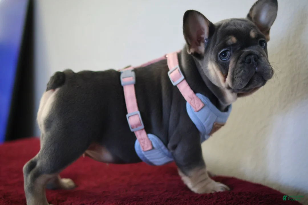 French Bulldog dogs for sale: Mali - Ad 2