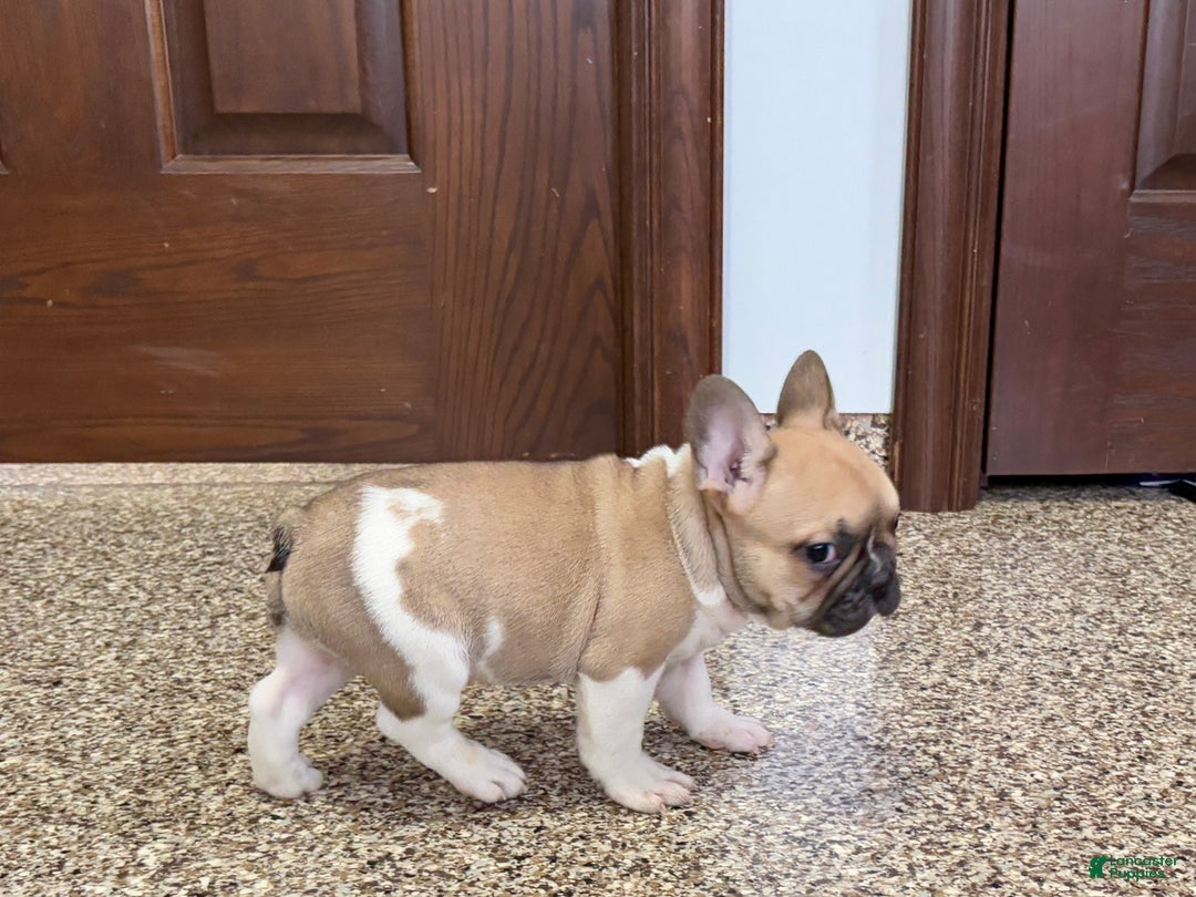French Bulldog dogs for sale: French Bulldog Puppy 1 - Ad 6
