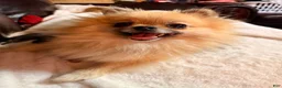 Pomeranian dogs for sale: Luke - Ad 7