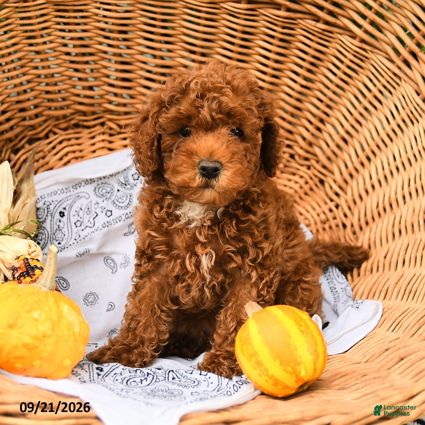 Miniature Poodle dogs Owl - Ad 1