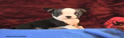 Boston Terrier dogs for sale: Chuck - Ad 3