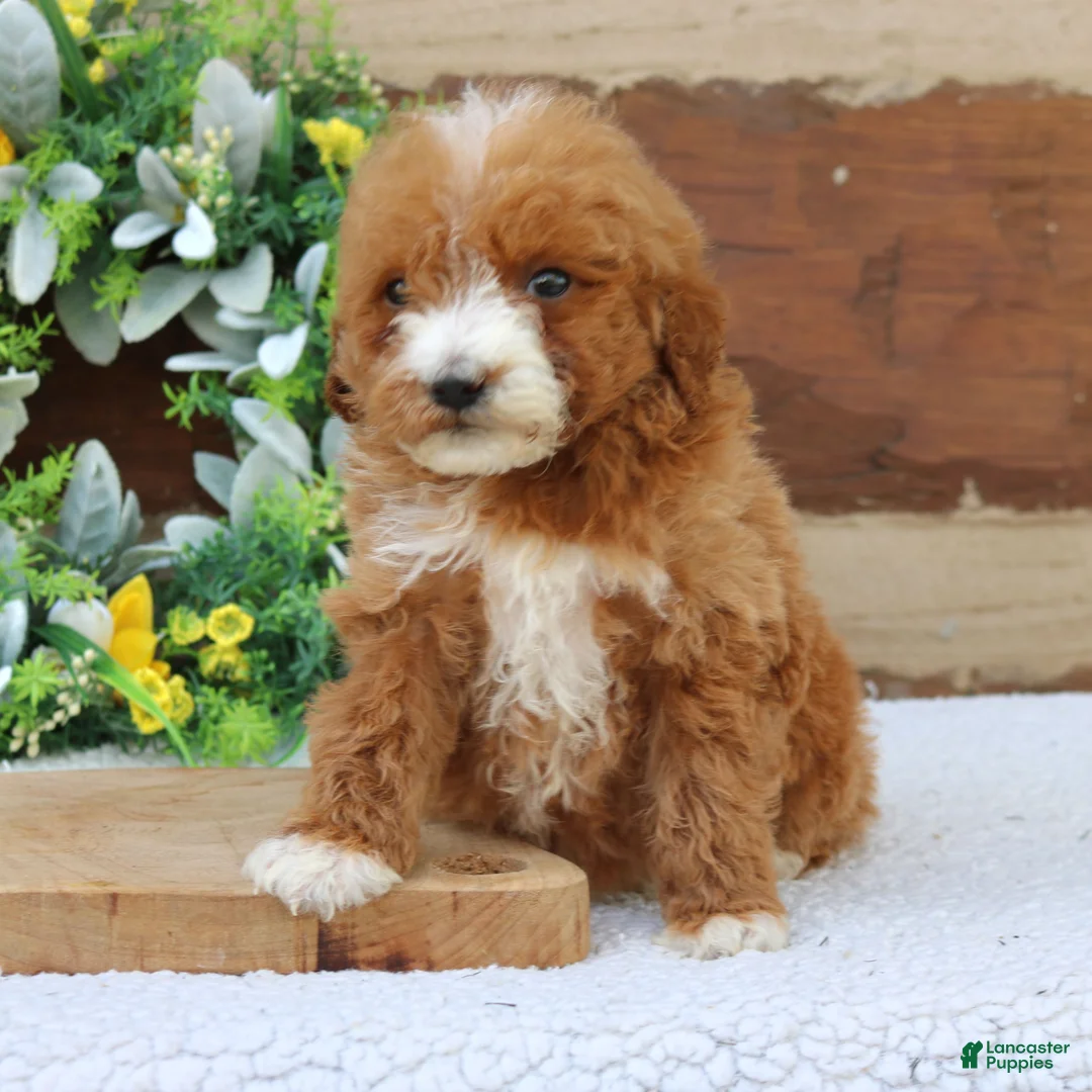 Mini Goldendoodle dogs for sale: Leo  - Ad 1