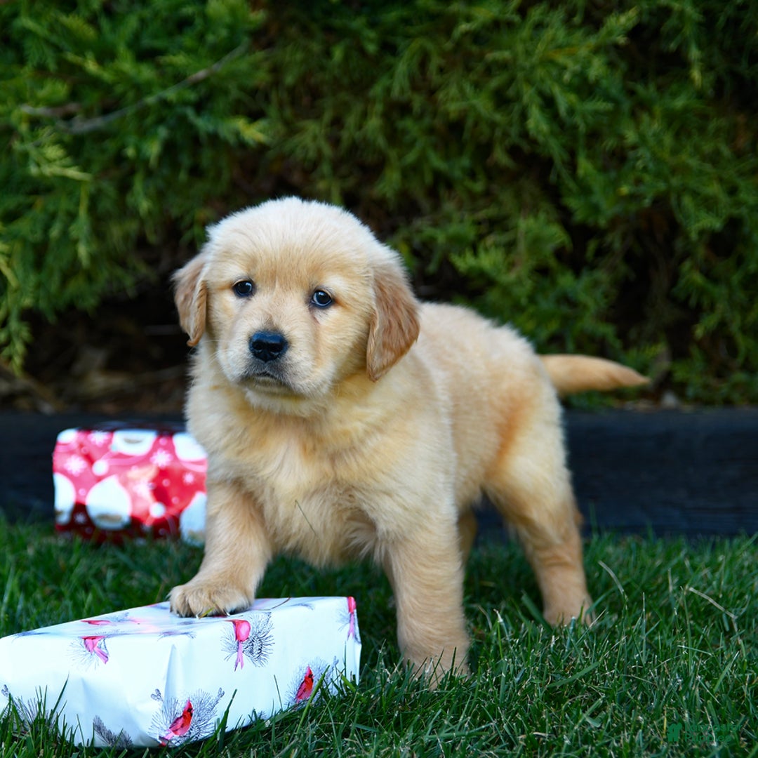 Golden Retriever dogs for sale: Ella - Ad 5