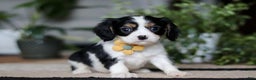 Cavalier King Charles Spaniel dogs for sale: Teddy - Ad 1