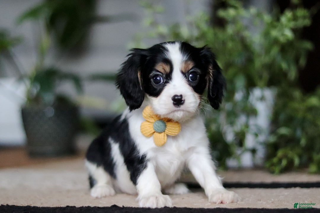 Cavalier King Charles Spaniel dogs for sale: Teddy - Ad 1