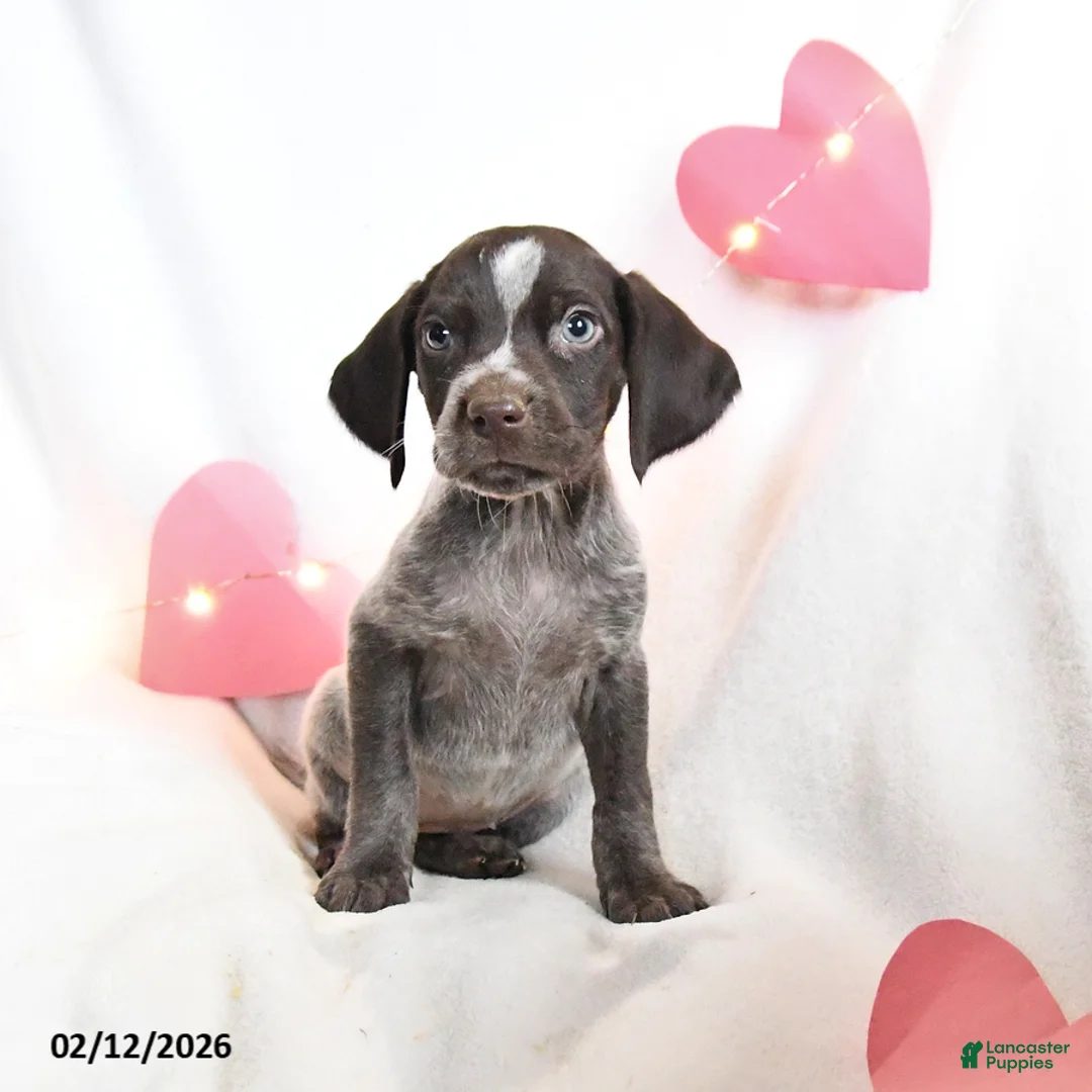 German Shorthaired Pointer dogs for sale: Ruby - Ad 3